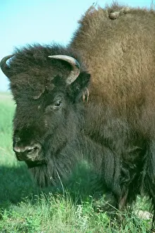 Wooly: AMERICAN BISON / AMERICAN BUFFALO - C/U head