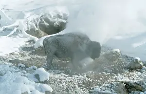 Geysers: AMERICAN BISON / AMERICAN BUFFALO - Standing in