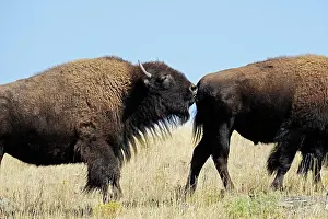 Smell: American bison (Bison bison), bull, Yellowstone
