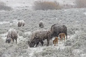 Prairies: American Bison (Bison bison) cows with young calves