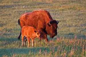 Dakota: American Bison (Bison bison) female and