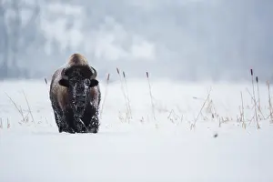 Bovinae: American Bison (Bison bison) foraging in deep s