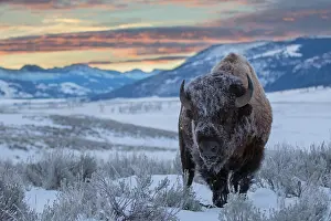 030218: American Bison (Bison bison) with frost on its