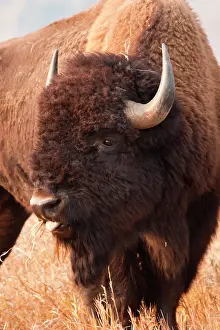 Jackson: American Bison (Bison bison) herd in Teton
