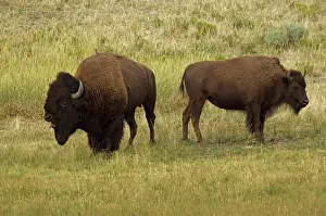 Smaller: American Bison / Buffalo - male (large) and female