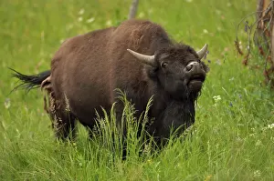 Bellowing: American Bison / Buffalo - male vocalizing (bellowing)