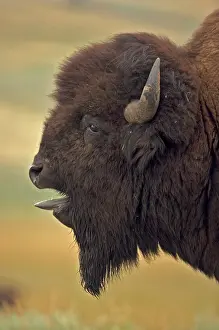 John Cancalosi: American Bison / Buffalo - male vocalizing (bellowing)