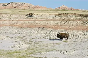 Roam: American Bison - bull roaming the Sage Creek Wilderness