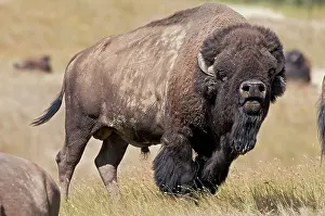 Pheromones: American Bison - bull showing flehmen behavior