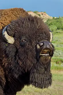 Pheromones: American Bison - bull showing flehmen behavior