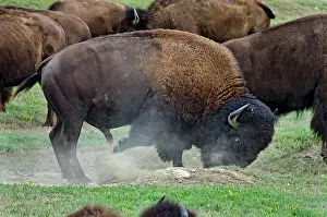 Urinate: American Bison - bull urinating and wallowing during