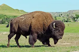 Buffalo: American Bison - bull walking through prairie area - summer