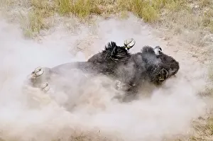 Wallow: American Bison - bull wallowing during summer mating