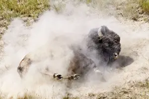 Wallow: American Bison - bull wallowing during summer mating