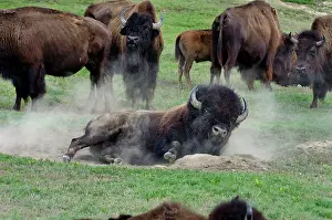 Wallow: American Bison - bull wallowing during summer mating season