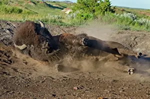 Wallow: American Bison - bull wallowing during summer mating season