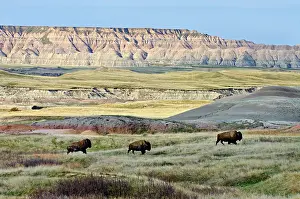Roam: American Bison - bulls roaming the Sage Creek Wilderness