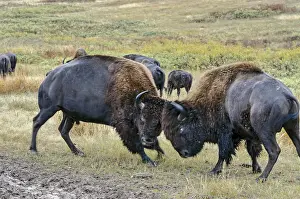150518: American Bison bulls sparring. Western U.S. Late summer