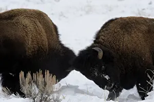 Buffalos: American Bison butting heads - Pair of American