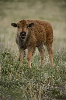 Buffalos: American Bison calf - American Bison calf in green