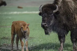Buffalos: American Bison calf and cow - American Bison calf