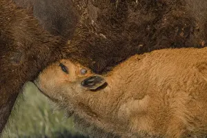 Buffalos: American Bison calf nursing - American Bison calf