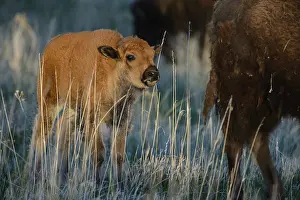 Bisons: American Bison calf at sunset - American Bison calf