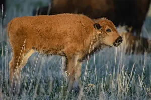 Bisons: American Bison calf at sunset - American Bison calf