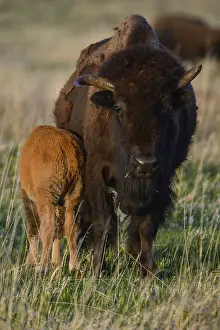 Buffalos: American Bison calf at sunset - American Bison calf