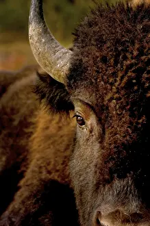 Buffaloes: American Bison close up - American Bison close up