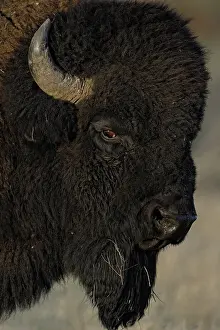 Buffaloes: American Bison close up - American Bison close up