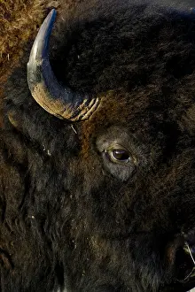 Buffaloes: American Bison close up - American Bison close up