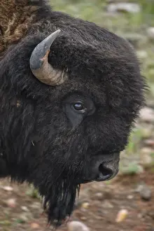 Buffalos: American Bison close up - Close up of head of American