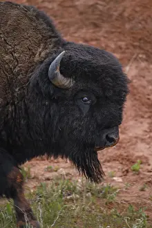 Buffalos: American Bison close up - Close up of head of American