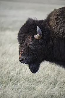 Buffalos: American Bison close up - Close up of lone American