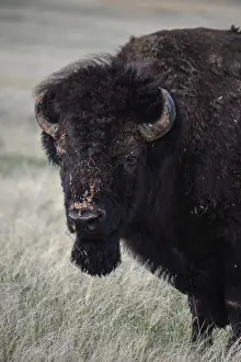 Buffalos: American Bison close up - Close up of lone American