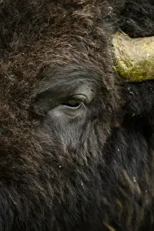 Buffalos: American Bison close up - Close up of lone American