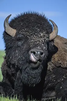 Buffaloes: American Bison close up laying on a hill - Close