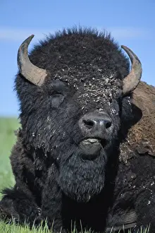 Buffaloes: American Bison close up laying on a hill - Close