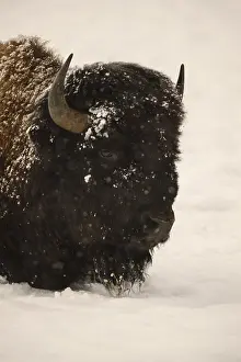 Buffalos: American Bison close up laying in snow - Close up