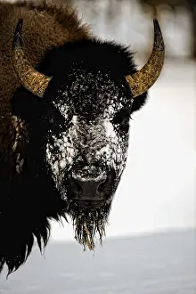 Buffalos: American Bison close up in snow - American Bison