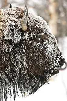 Buffaloes: American Bison close up in snow - Close up of snow