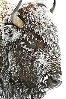 Buffaloes: American Bison close up in snow - Close up of snow