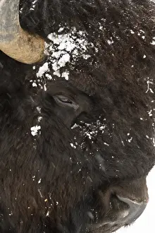 Buffalos: American Bison close up in snow - Close up of snow