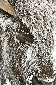 Buffalos: American Bison close up in snow - Close up of snow