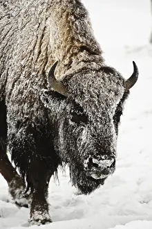 Buffalos: American Bison close up in snow - Close up of snow
