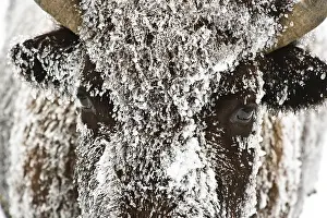 Buffalos: American Bison close up in snow - Close up of snow