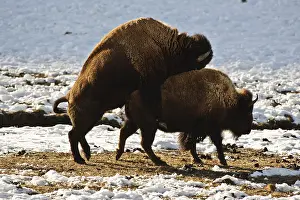 Buffalos: American Bison cow and bull mating in winter - American