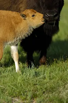 Buffaloes: American Bison cow and calf - American Bison cow