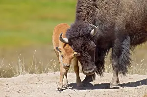 American Bison - cow with calf - Summer